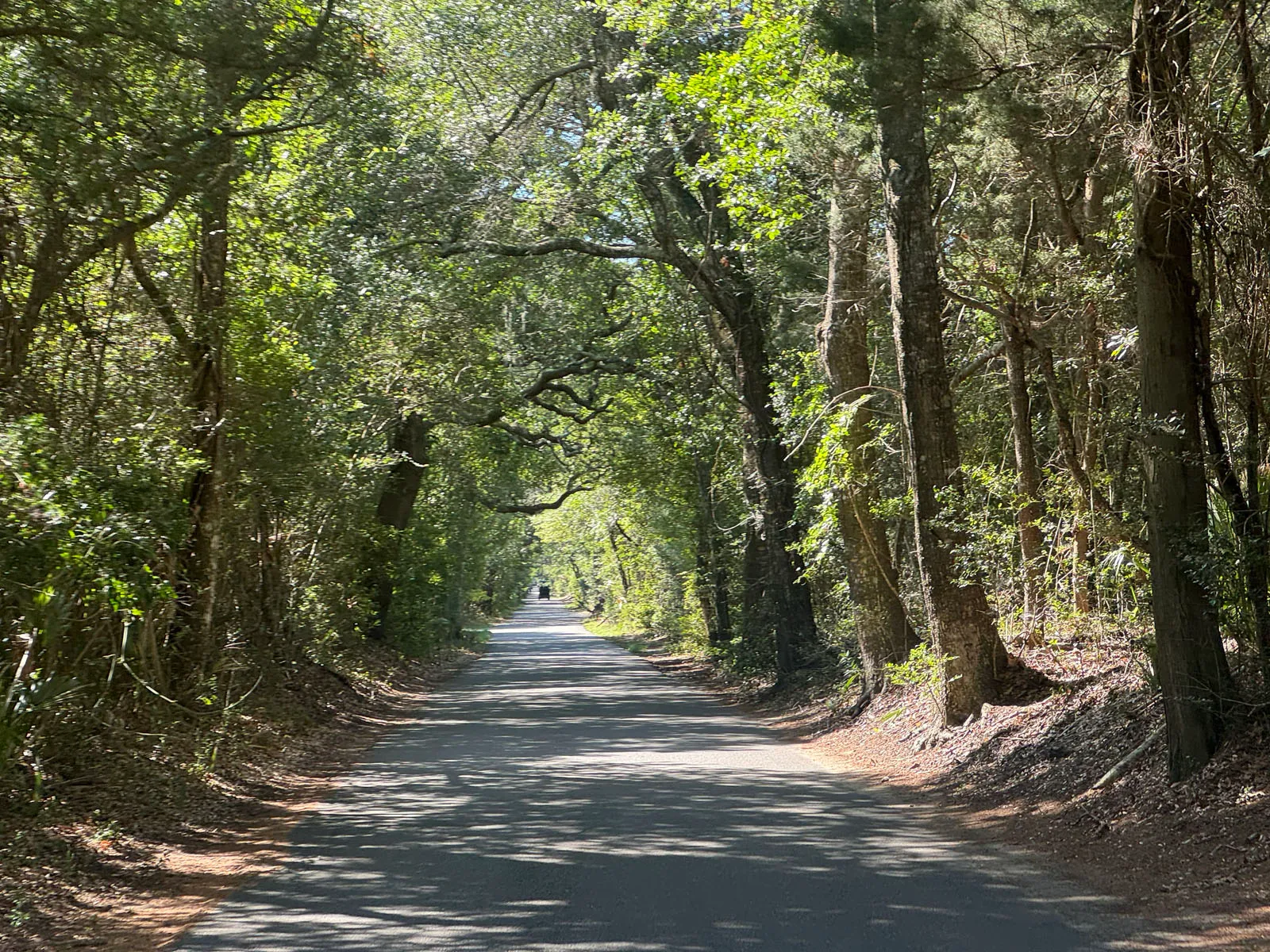 A live oak canopy forming a tunnel over a quiet island road