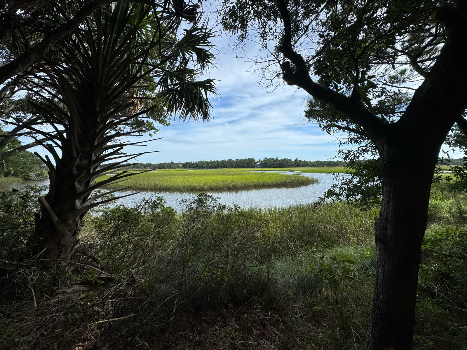 A tidal creek and salt marsh framed by palmetto and live oak
