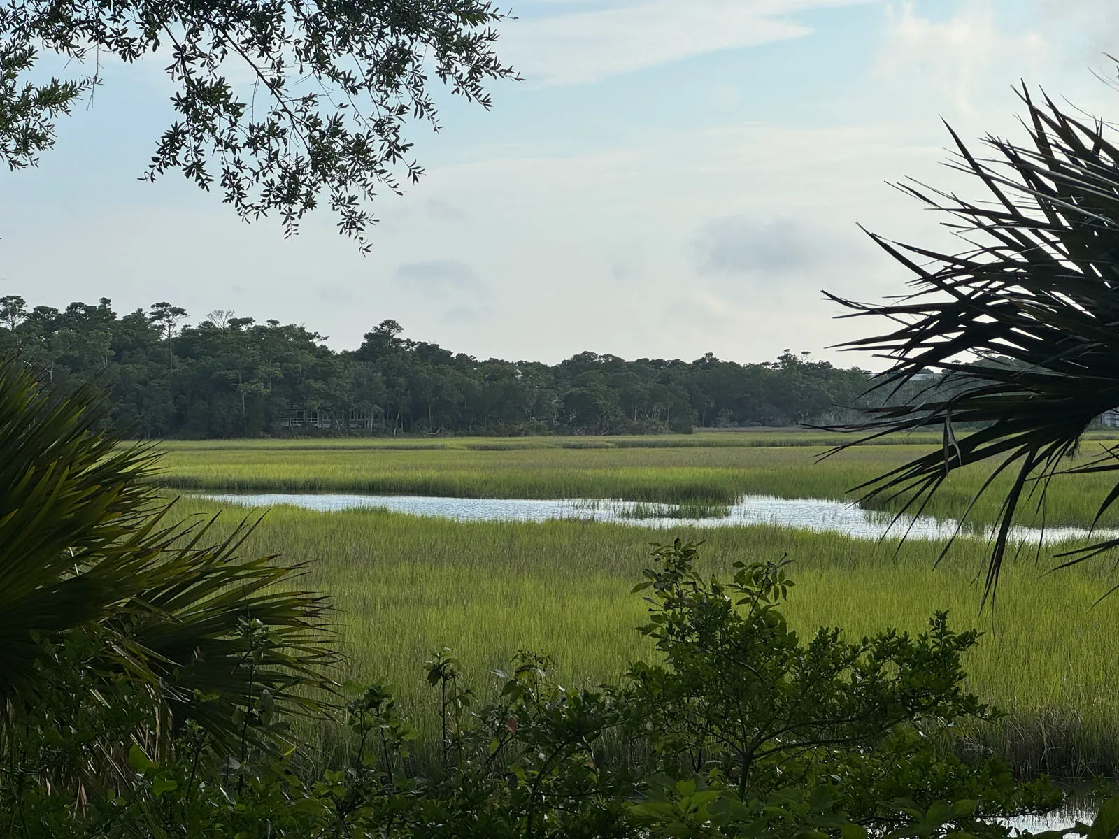Open salt marsh with a winding tidal creek and a distant treeline