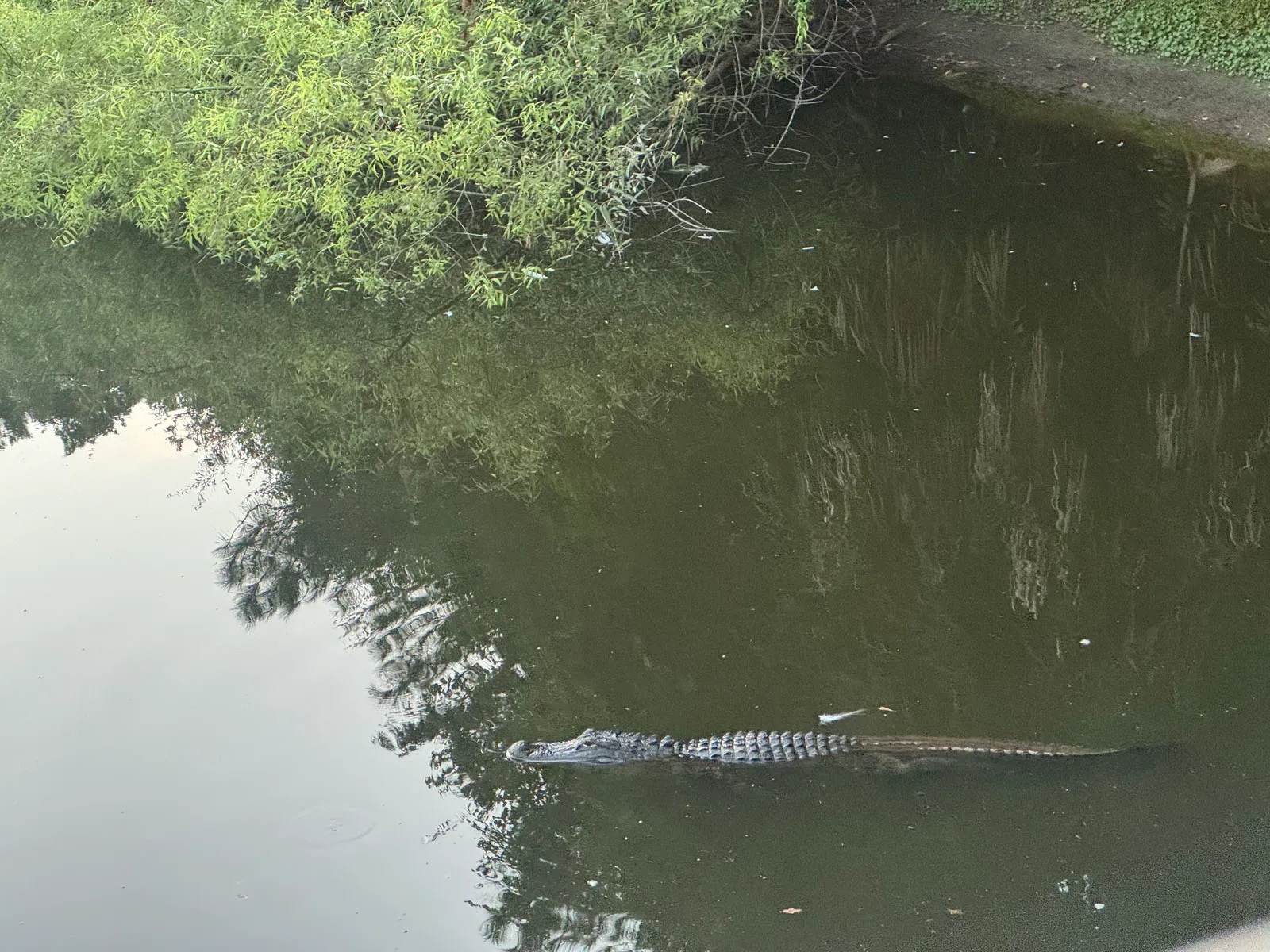 An American alligator floating in a dark lagoon near a vegetated bank