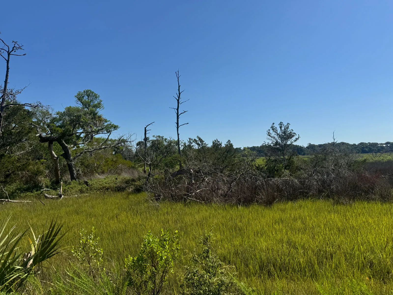 Salt marsh grassland with scattered trees under a vivid blue sky