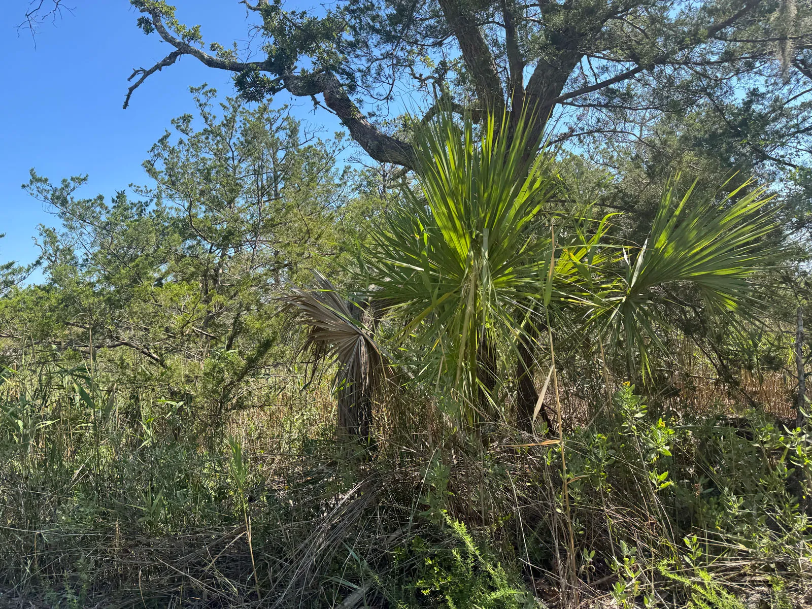 Young sabal palm rising from coastal scrub under blue sky