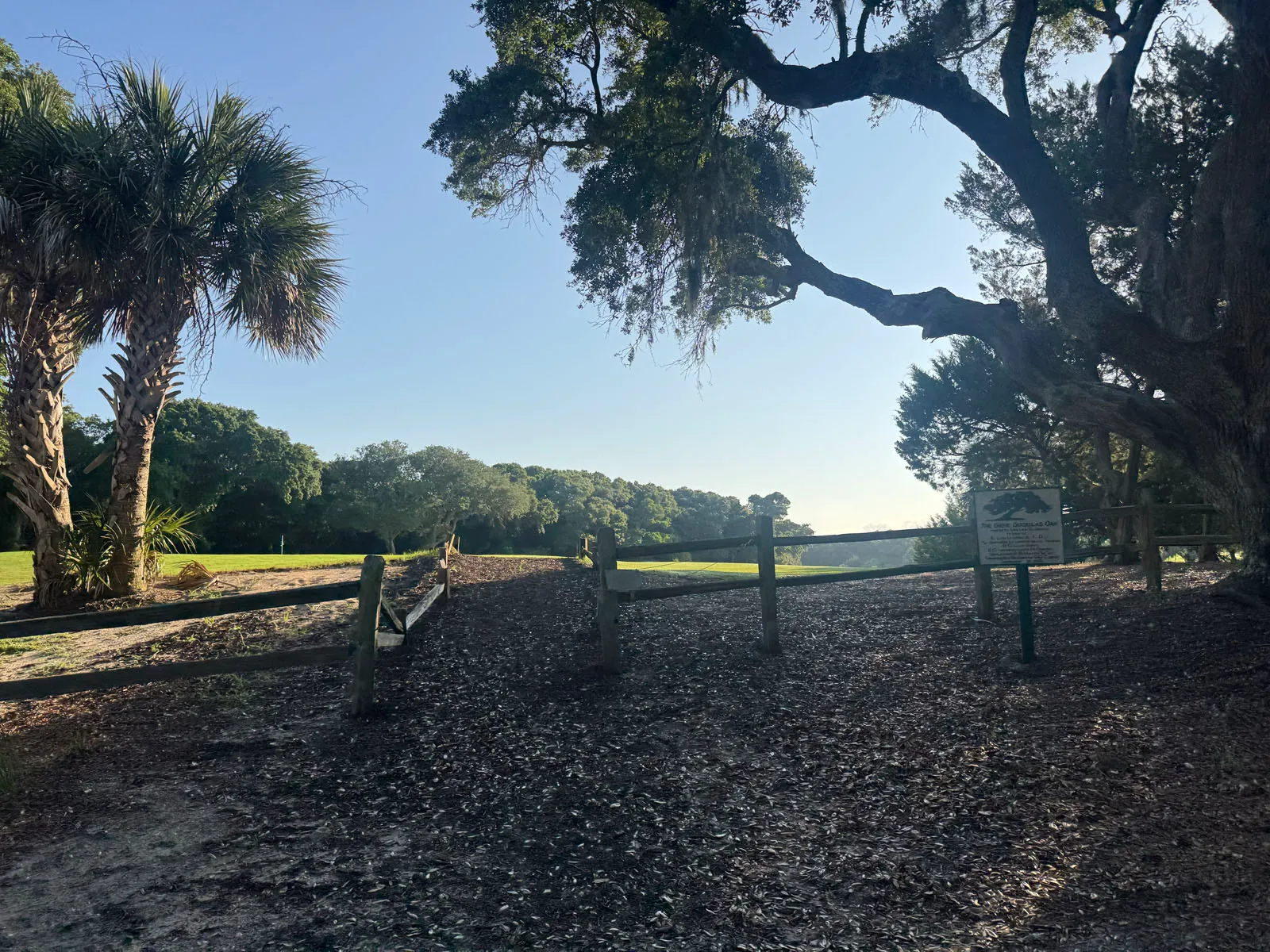 Palmetto and live oak framing golf course clearing