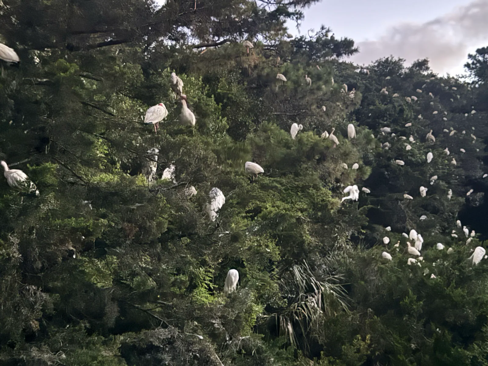 White ibis and egrets roosting densely in green trees