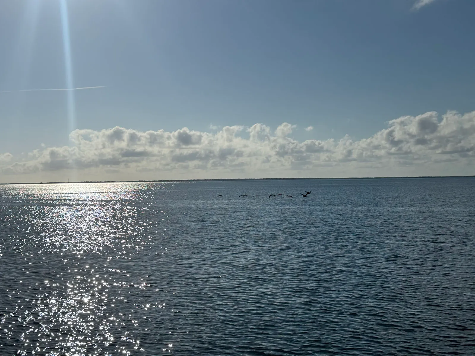 Flock of pelicans skimming sunlit water surface