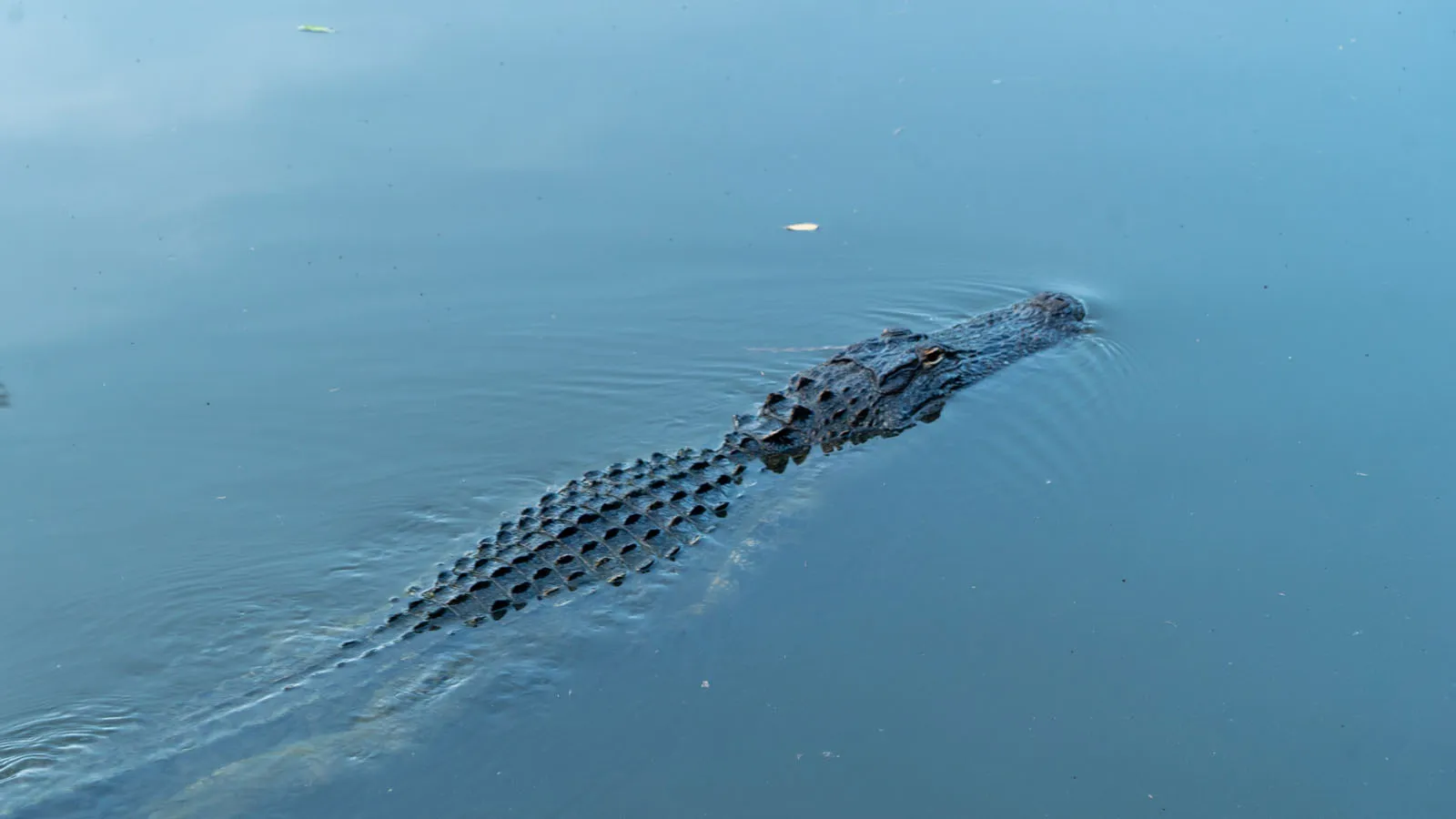 American alligator swimming at the surface of calm water