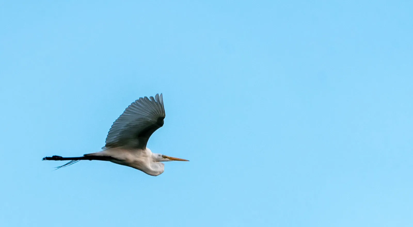 Great egret gliding in profile across a clear blue sky