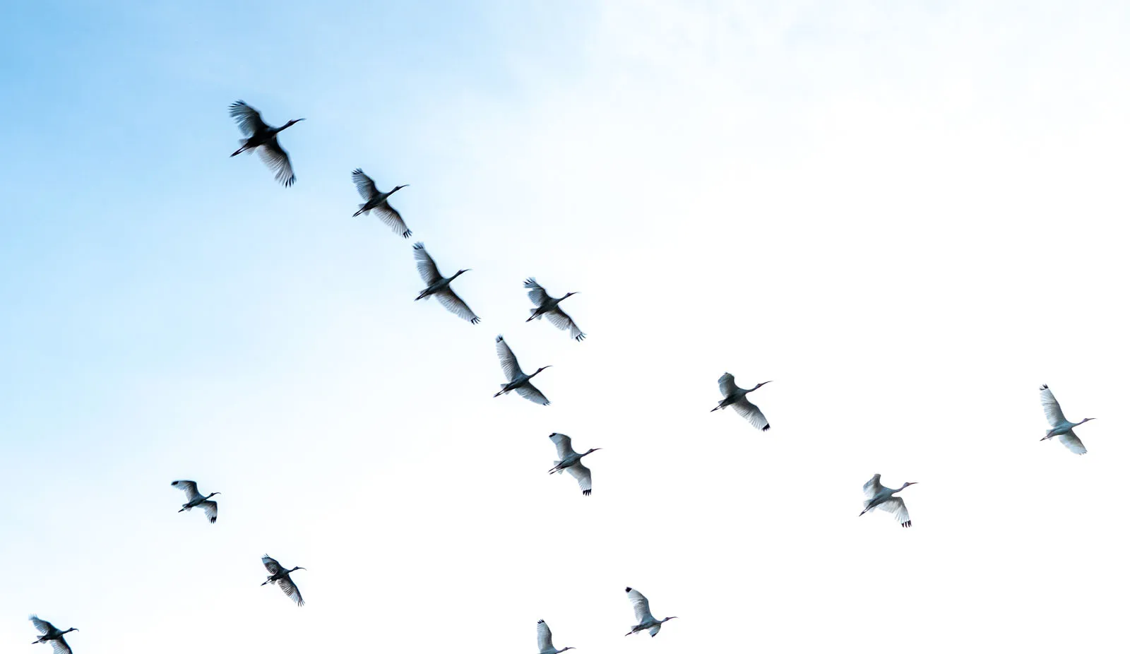 A loose formation of white ibis flying across a soft blue sky