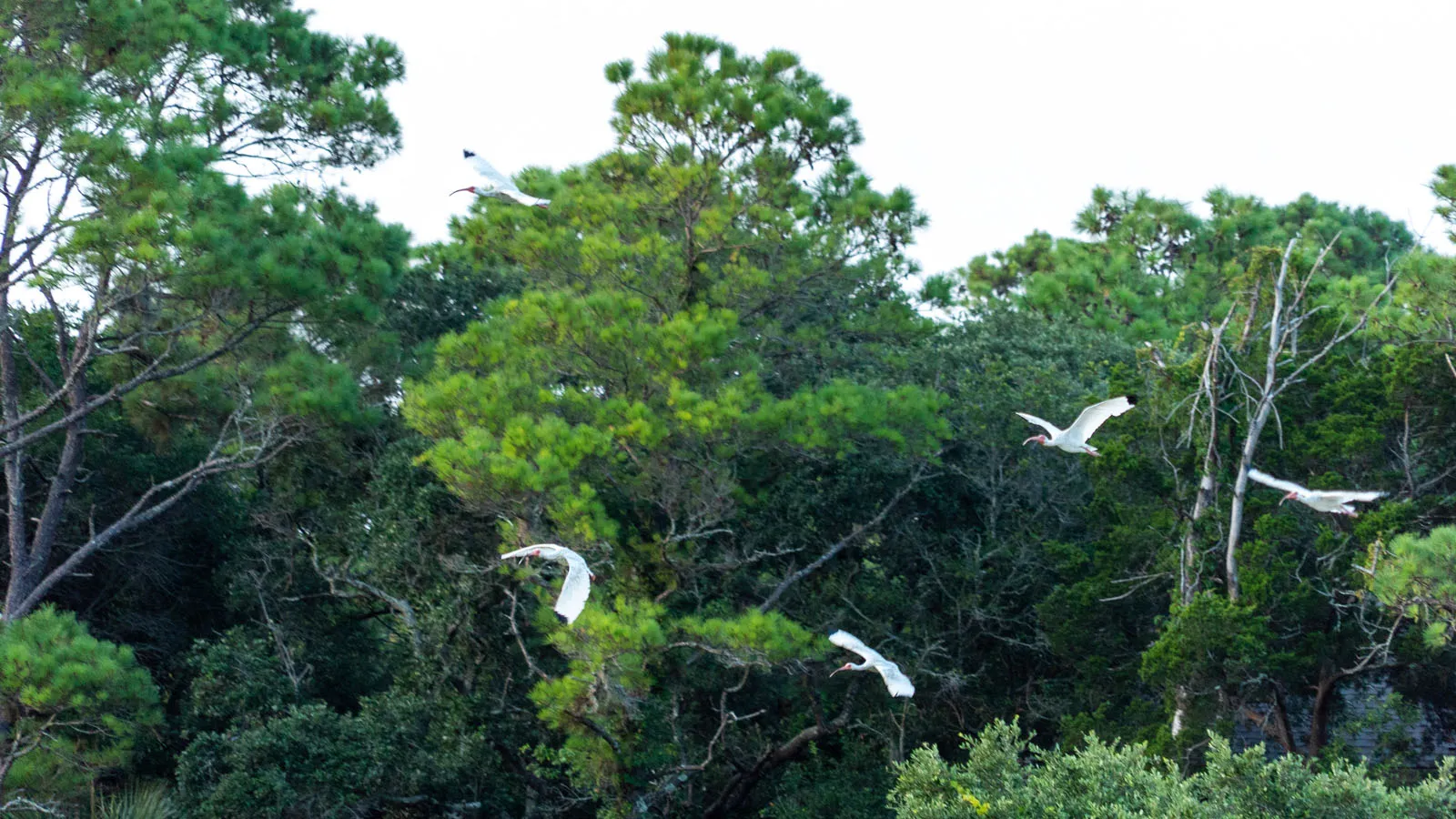 White ibis in flight over a maritime forest treeline