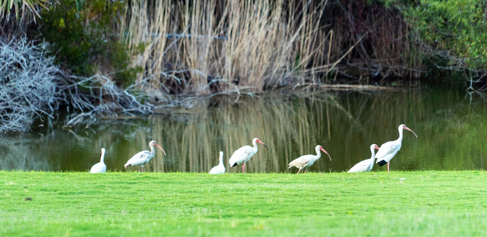 White ibis walking at the grassy edge of a still pond