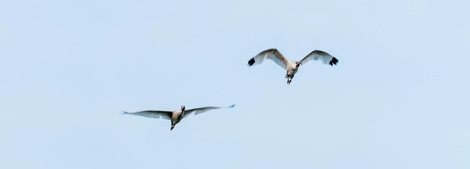 Two white ibis in flight against a pale blue sky