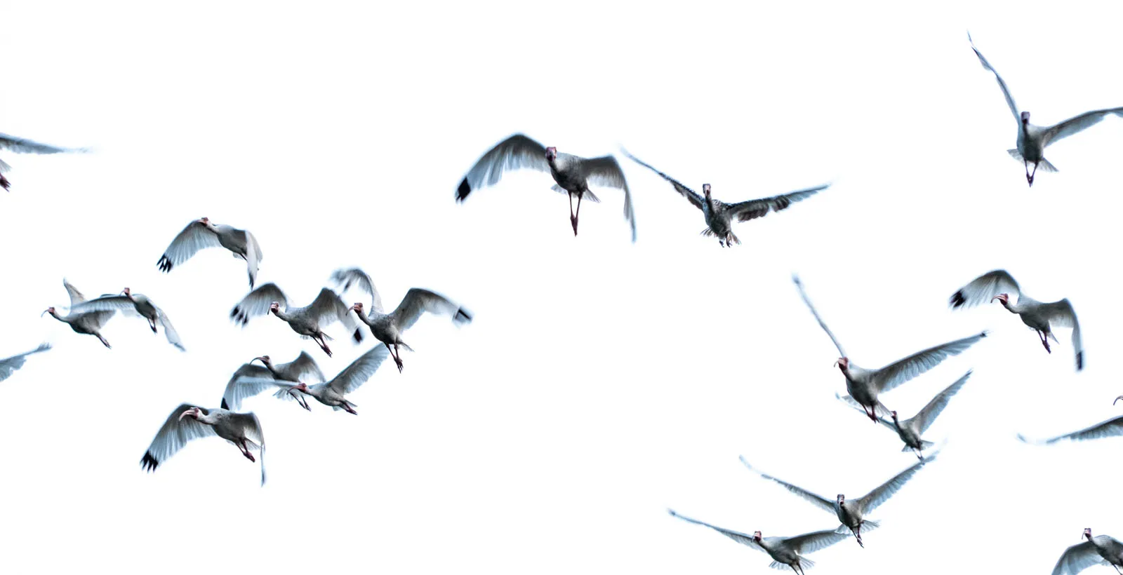 A flock of ibis taking off with wings spread