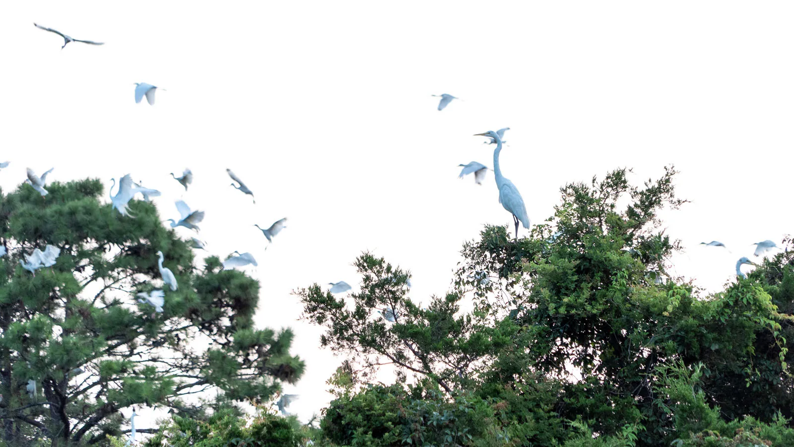 A great egret perched atop a tree as egrets flush from the canopy