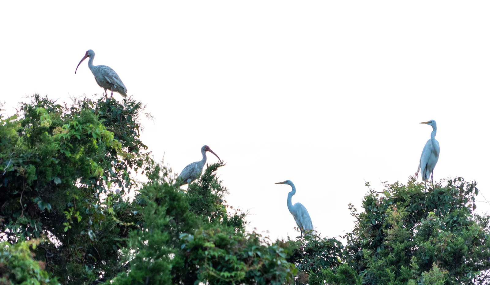 Wading birds, ibis and egrets, perched on the tops of shrubs