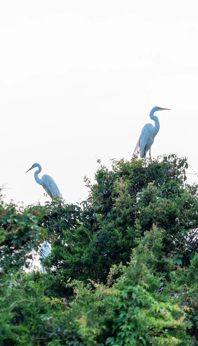 Two great egrets perched atop dense green foliage