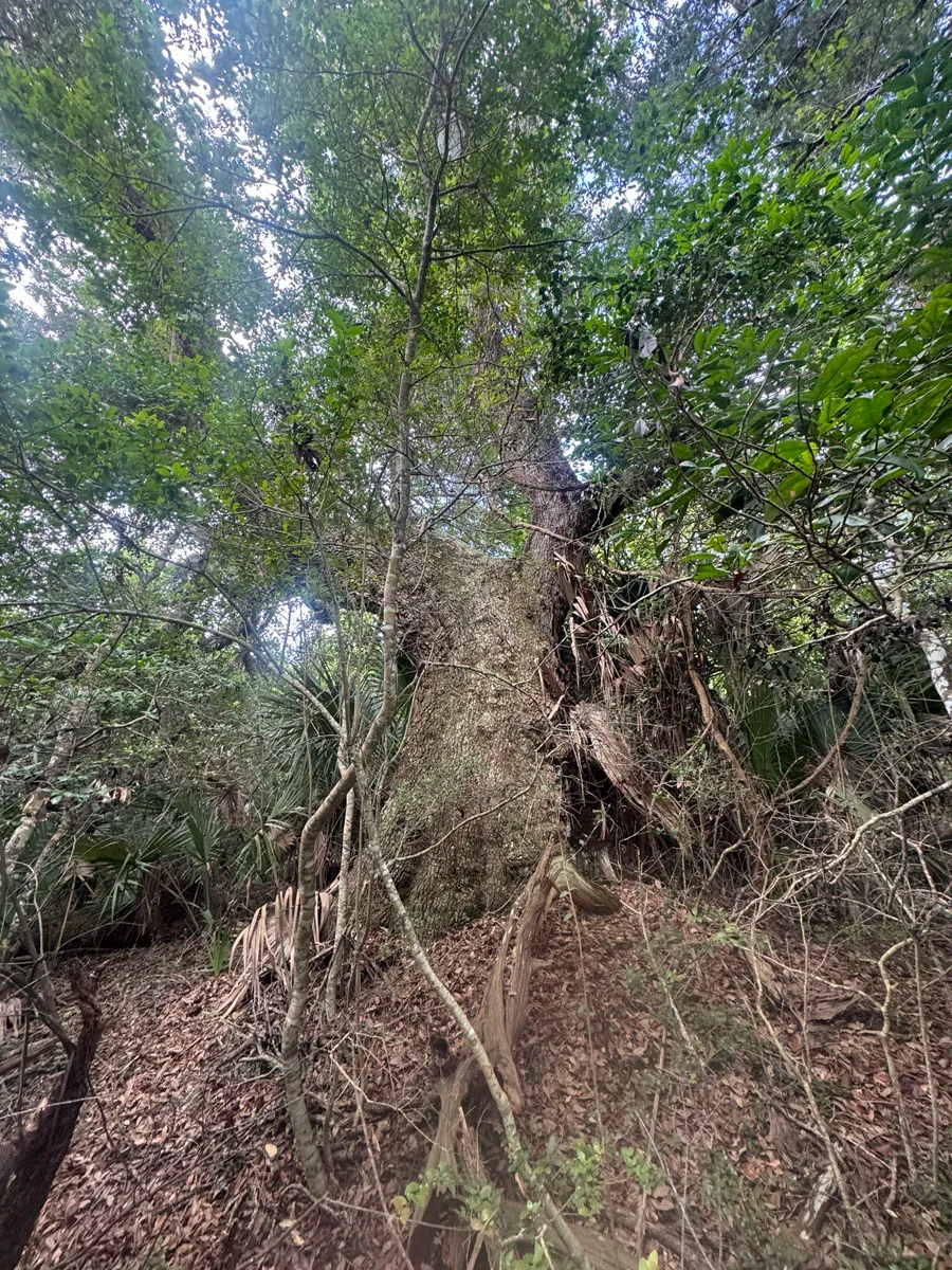 A live oak trunk draped with Spanish moss in dense maritime forest