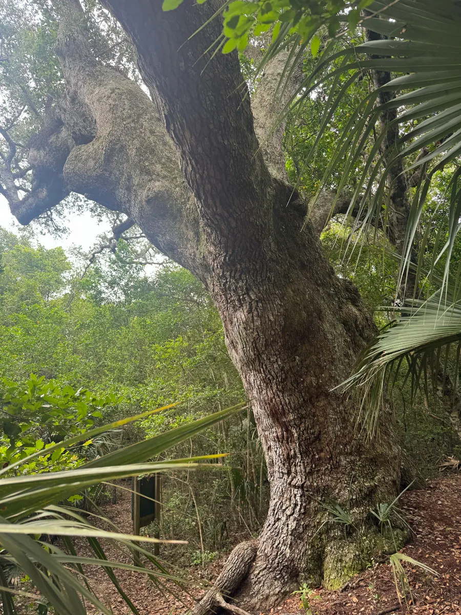 A twisting live oak trunk rising through the maritime forest