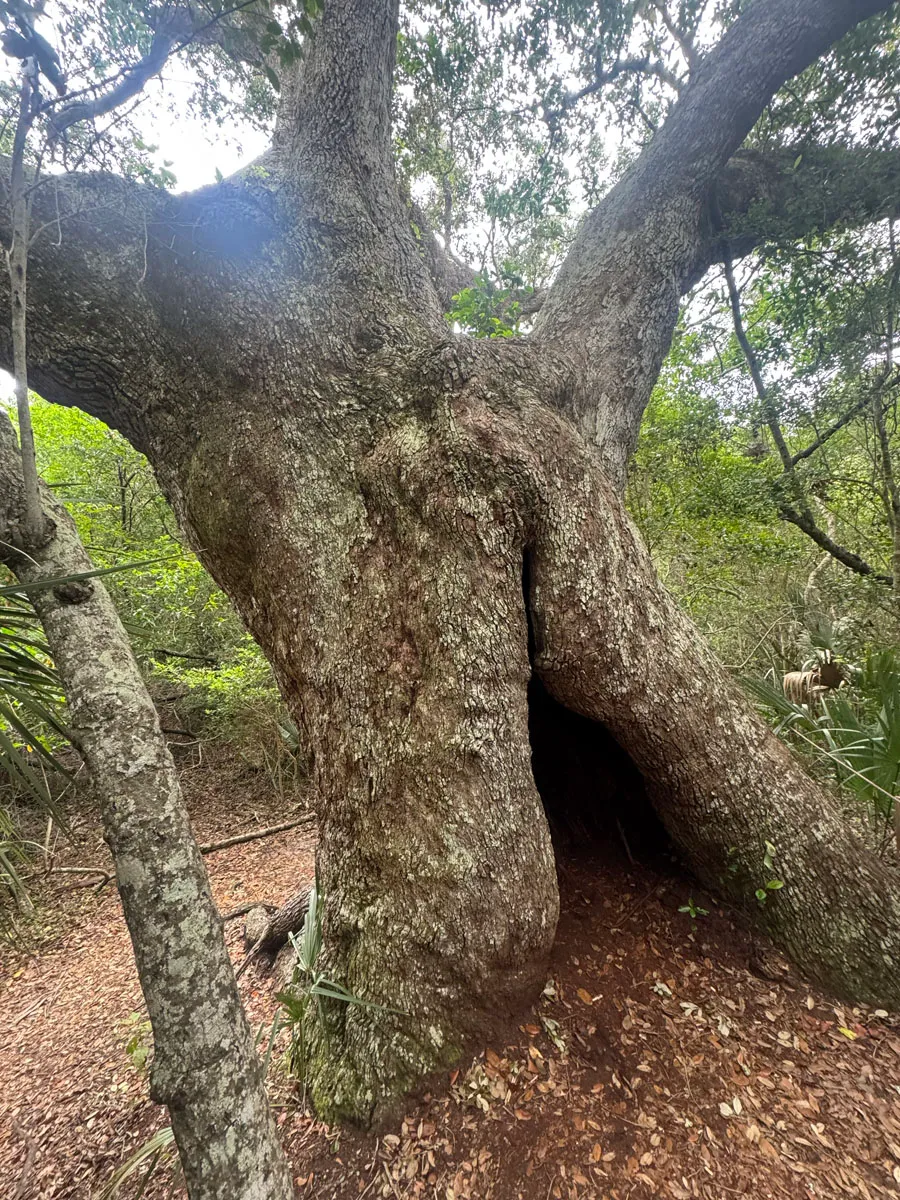 An ancient live oak with a hollow base and sprawling limbs