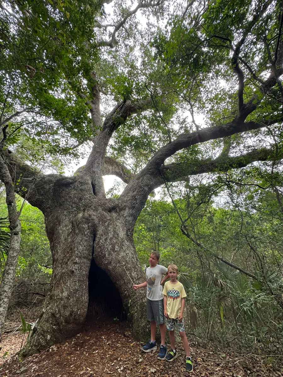 Children at the base of a giant hollow-trunked live oak